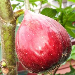 Bujang Bertemu Janda Lyrics And Music By M Daud Kilau Ayesha Arranged By Azahahmad