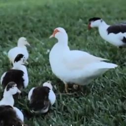 Menthok Menthok Tak Kandhani Lyrics And Music By Lagu Daerah Anak Indonesia Arranged By Trie Onsirt